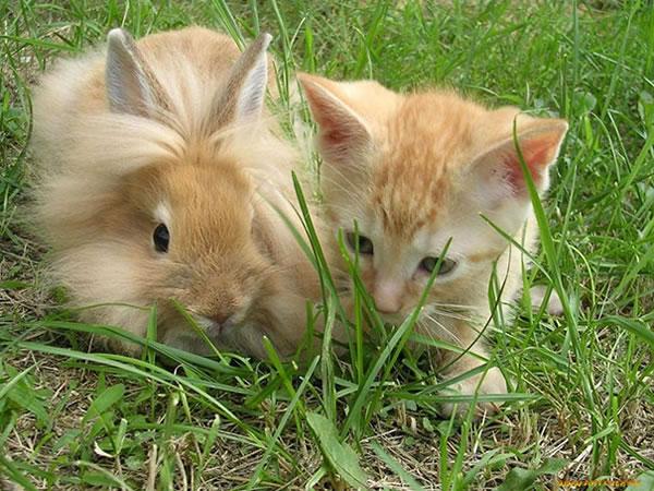 Photo of an orange/tan cat and bunny in the grass that look like each other