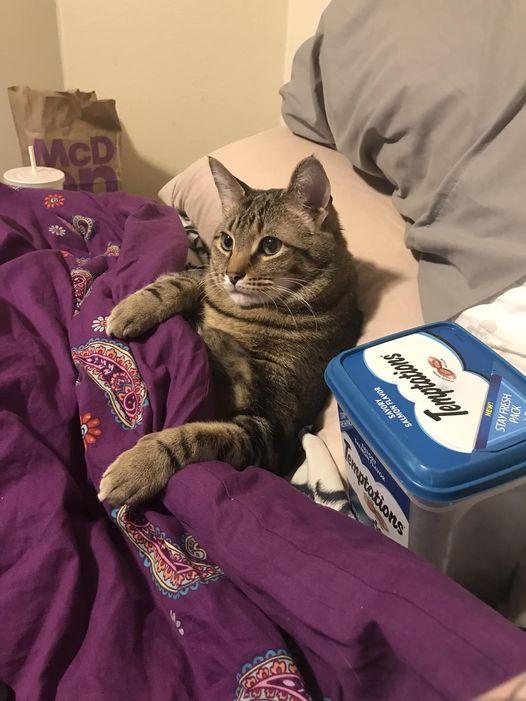 Cat tucked in back next to a box of cat snacks while it lays in bed like a human watching Netflix at night