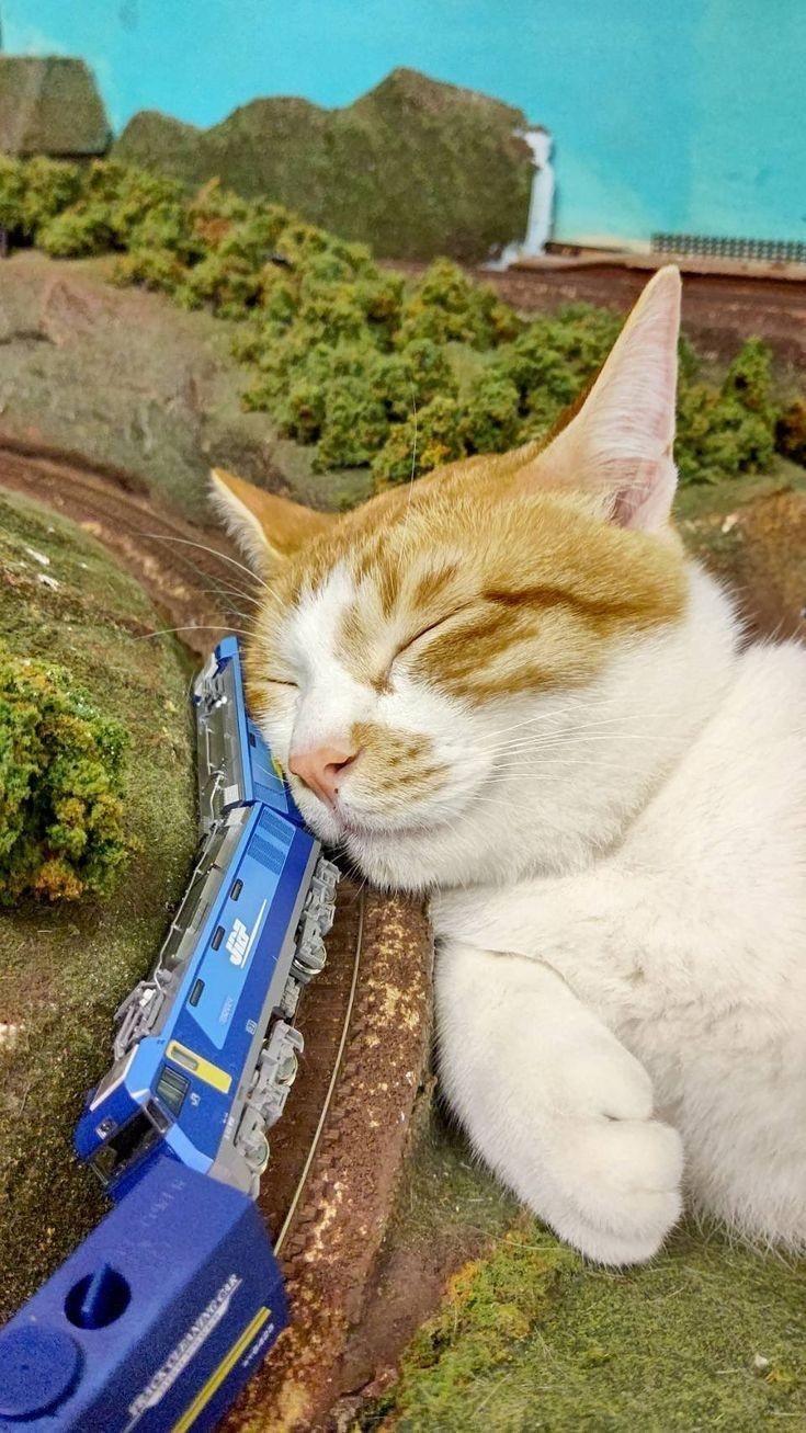 Photo of an orange and white cat using a model train on set like it's a pillow. When you're a cat, everything's a pillow.