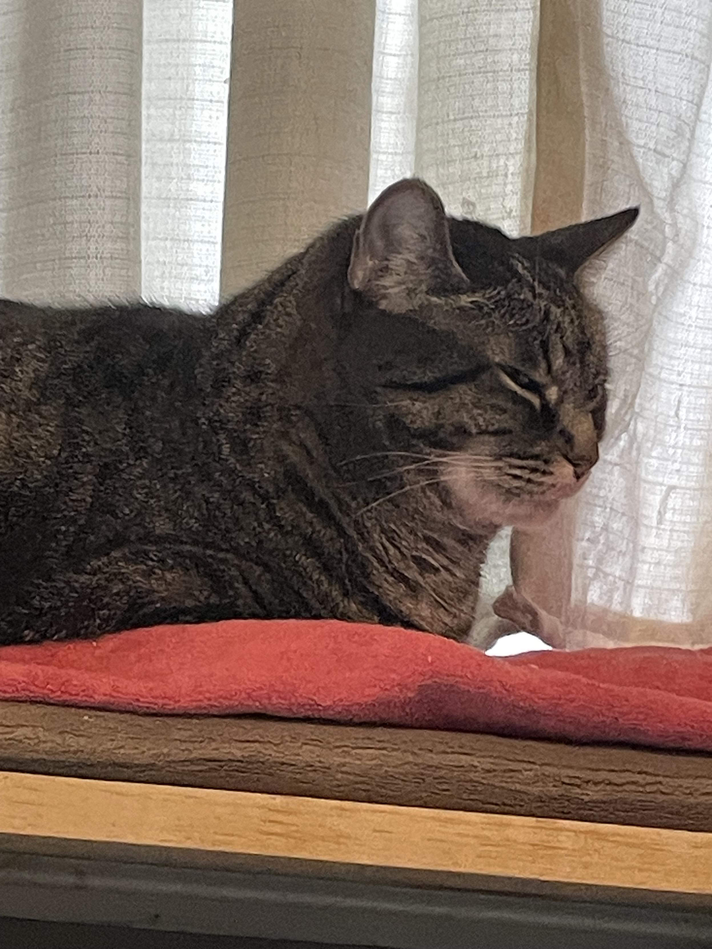 A very placid grey tabby lays on a red towel.