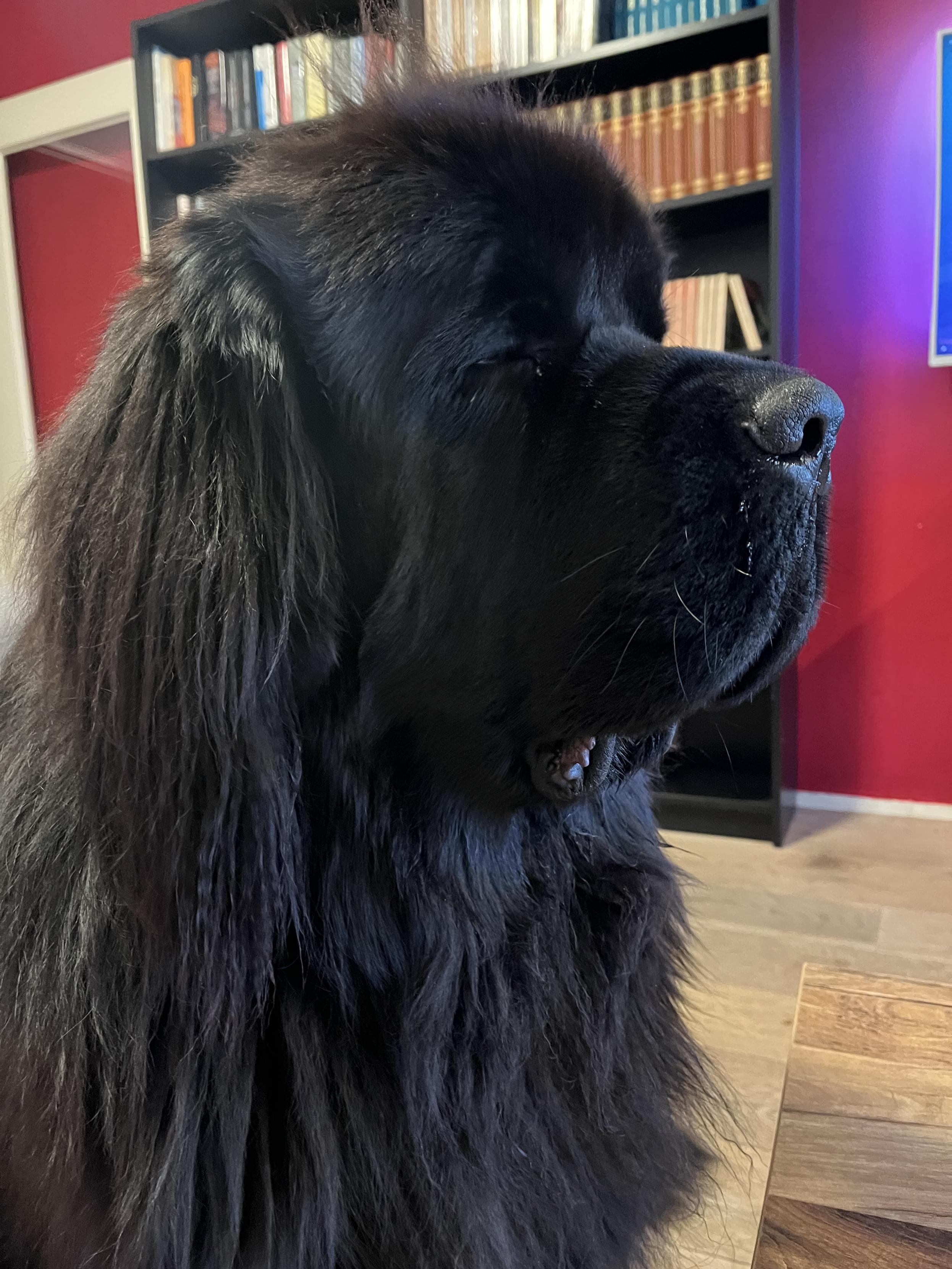 Odin the Newfie sitting up with eyes half closed, ignoring mommy and her silly camera