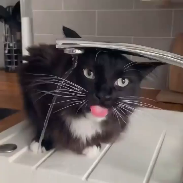 A cat attempting to drink from a faucet and failing 