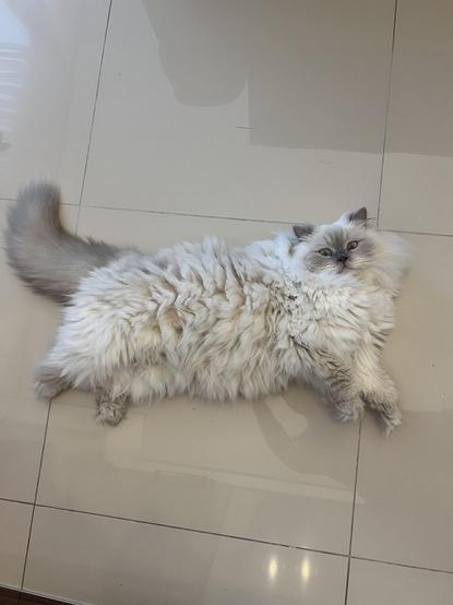 A photo of the fluffiest cat I have EVER seen laying on the kitchen floor while looking at the viewer.
