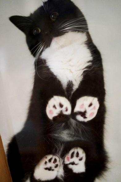 Photo of Uni, the munchkin tuxedo cat, standing on a glass table while looking down. All sixteen of his pink and black toe beans are visible, which proves cats use based 16 for counting!