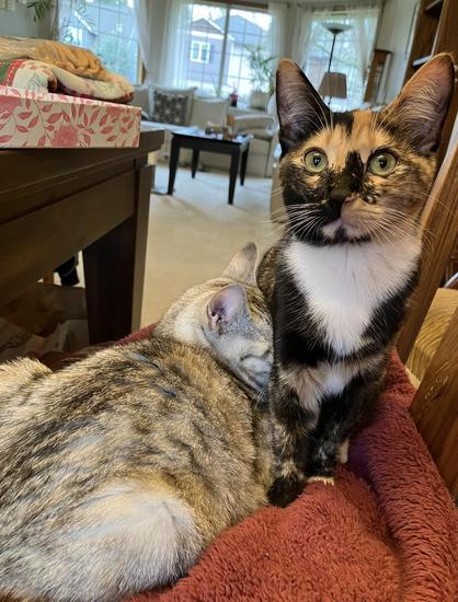 Photo of two cats on a blanket on top of a chair near a table. One cat is sitting while looking at the viewer, while the other is laying down like a loaf of bread and using the first cat as a pillow. Face smushing? The sleepy doesn't care.