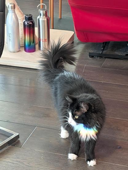 Tuxedo cat with a subtle rainbow of light highlighting the white patch on her chest