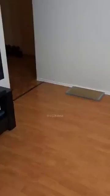 Video of an orange cat run and around with the zoomies. First it stops to stare at the human, then kitty runs all the way up to the top of what looks like a carpet hanging on the wall, looking around, and finally sprints down the way it came.
