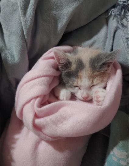 Photo by u/cutegirllife of her diluted calico kitten sleeping while wrapped up in a small, pink blanket.
