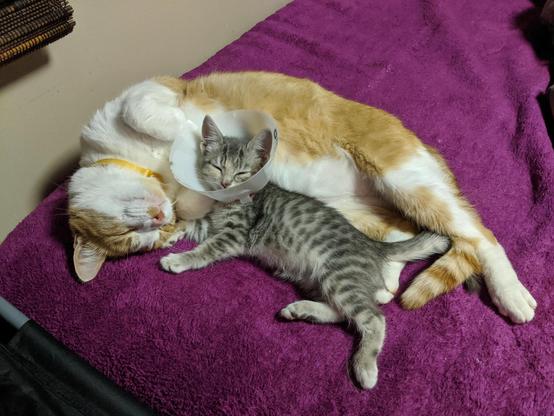 Photo of a kitty wearing a cone snuggled up to an orange & white cat sleeping on a bed with a purple blanket
