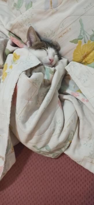 Photo of a sleeping rescue cat with a clipped ear all scrunched up and tucked in on a bed. It's a level of comfy not often seen outside the womb.