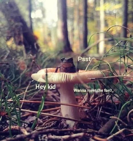 Photo of a small frog (or toad) looking at the viewer as it sits on a mushroom in the middle of the forest. Caption is:

Psst
Hey kid
Wanna meet the fae?