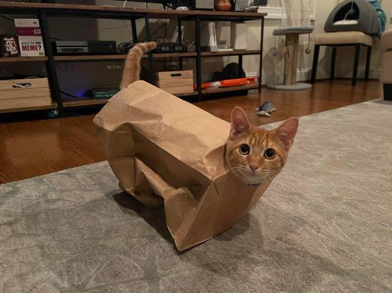 Photo of an orange cat looking at the viewer while sticking its head out of a hole on the bottom of a sideways paper bag. The kitty's tail can also be seen, but the way the paper bag is folded and with the color being close to the color of the cat, it makes the fuzzy goofball look like a low poly 3D rendering.