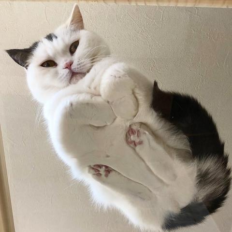 Photo of a fluffy black and white cat looking down while being a cozy loaf on a glass table. The picture, taken from below, shows the kitty's paws all tucked in with the back feet and toe beans squished in the fur.