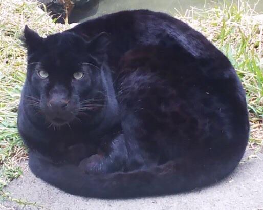 Photo of a black panther at a zoo all snug and cozy while loafing with its tail curled around, just like how a kitty likes to do.