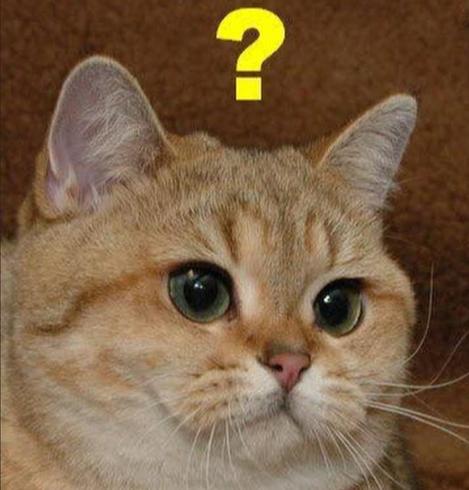 Photo of the face of a chunky orange cat looking slightly to the right of the screen while a question mark is above its head.