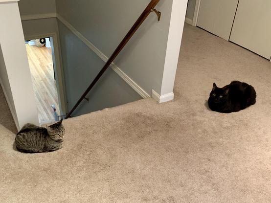 Photo of two cats, one tabby and one black, curled up like a loaf of bread while laying on the carpet by some stairs going down. The cats, facing towards each other, invoke the scene from The Neverending Story with those yellow statues that shoot lasers at anyone unworthy. Run Atrayu!!