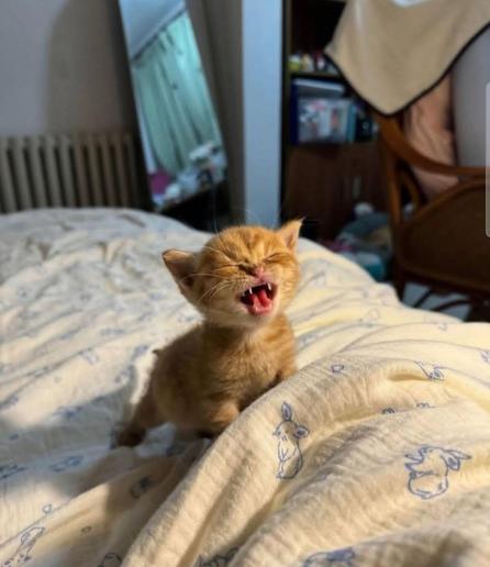 Photo of a tiny orange kitten meowing with its eyes closed while it crawls on a human bed. Someone is hungry.. or wants attention.. (or both)