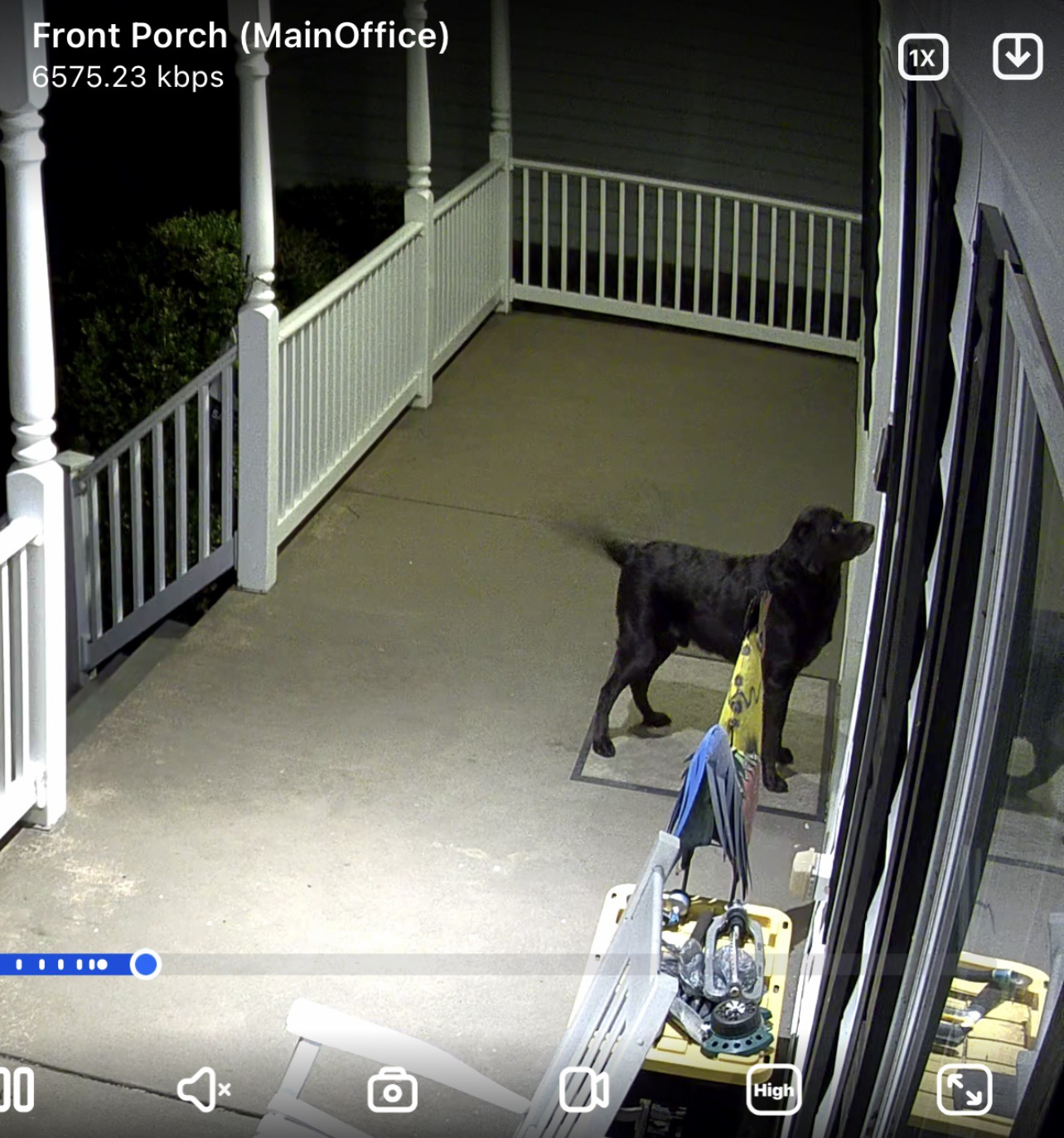 dog wagging his tail so fast it's blurred on the CCTV.