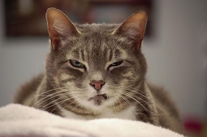 Photo of a cat resting with its eyes barely open, one of which is closed more than the other. The kitty, which has one of its teeth missing, makes it look like it's giving a frown or a judgmental stare.