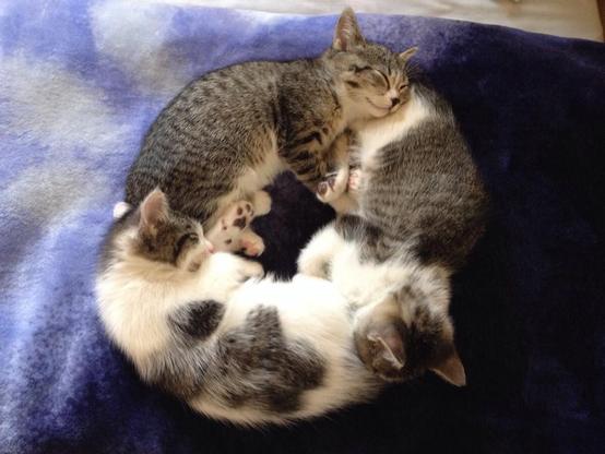 Photo of three kittens sleeping on each other in a circle on a blanket, with each kitty using the next one as a pillow.