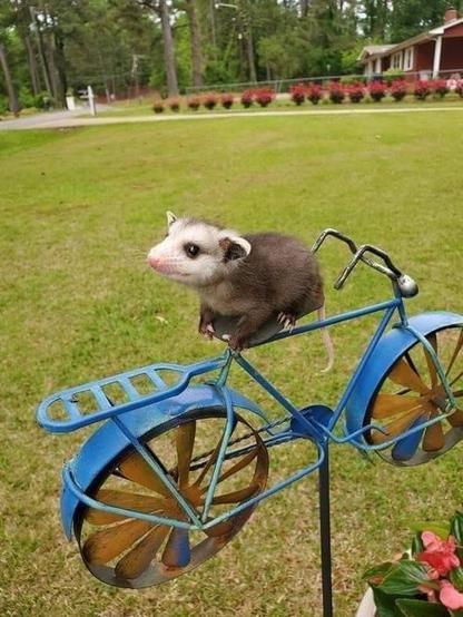An opossum is perched on a small, blue, metal bicycle-shaped garden decoration. The opossum is facing to the left of the frame, with its head turned slightly towards the viewer. It has dark fur on its back and sides, with lighter gray fur on its head and a pink nose and ears. Its eyes are dark and beady. Its tail, which is long and thin, is visible extending behind it.

The bicycle decoration is made of thin metal rods and painted a vibrant blue. It has a rack on the back and a rudimentary hand…
