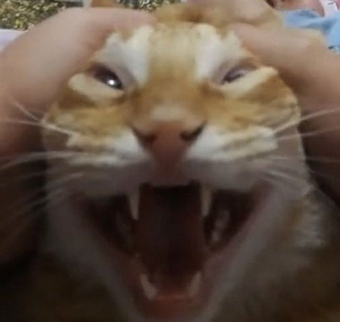 Photo of an orange cat with its mouth open while meowing and while getting a double handed head pet