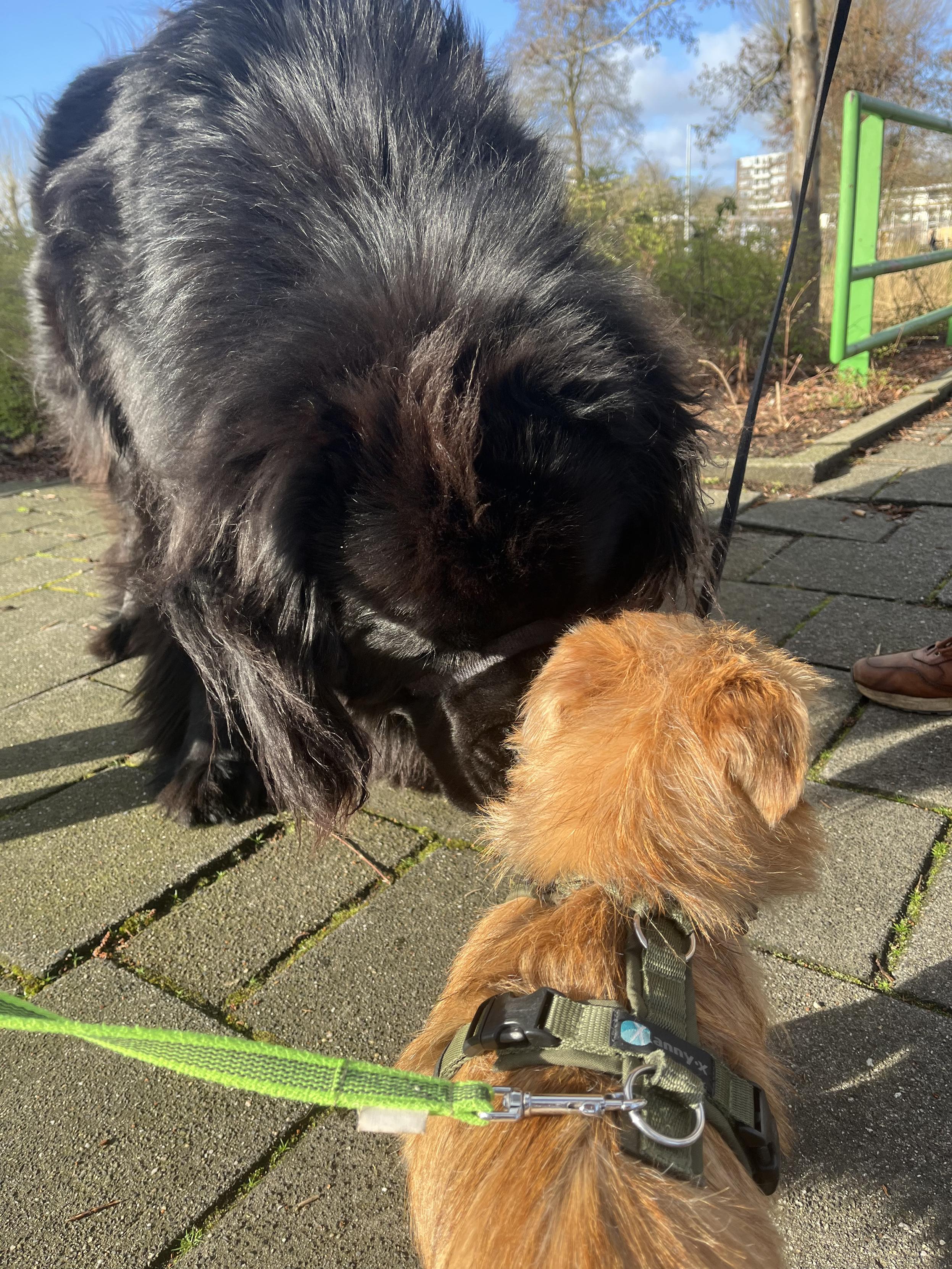 Odin the Newfie bending down to perceive a very small little dog who isn’t scared at all