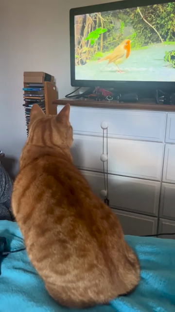 Video of an orange cat watching a video of birds on a TV from a bed. The orange cutie is VERY interested and even does the predatory kitty crouch before eventually just settling down as a loaf while facing the bird show.