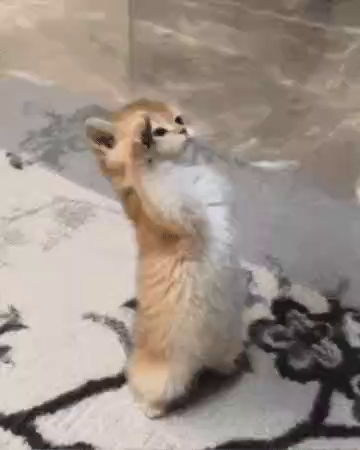 Video of a kitten standing on the floor with one paw up like the kitty is saluting.