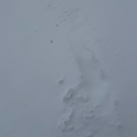 snowshoe tracks nearly filled with snow