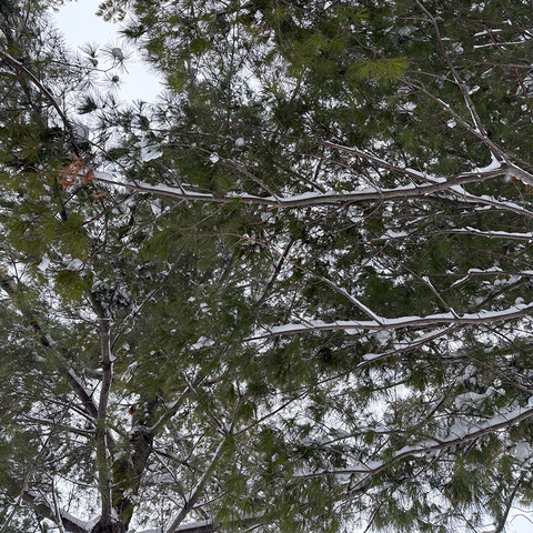 Looking up through branches frosted with snow