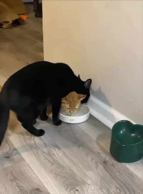 Video of a black cat and an orange cat both drinking from a water bowl at the same time. The black cat is drinking from the far end of the bowl, while the orange cat is drinking from underneath the black cat while facing sideways. Just normal kitty things.