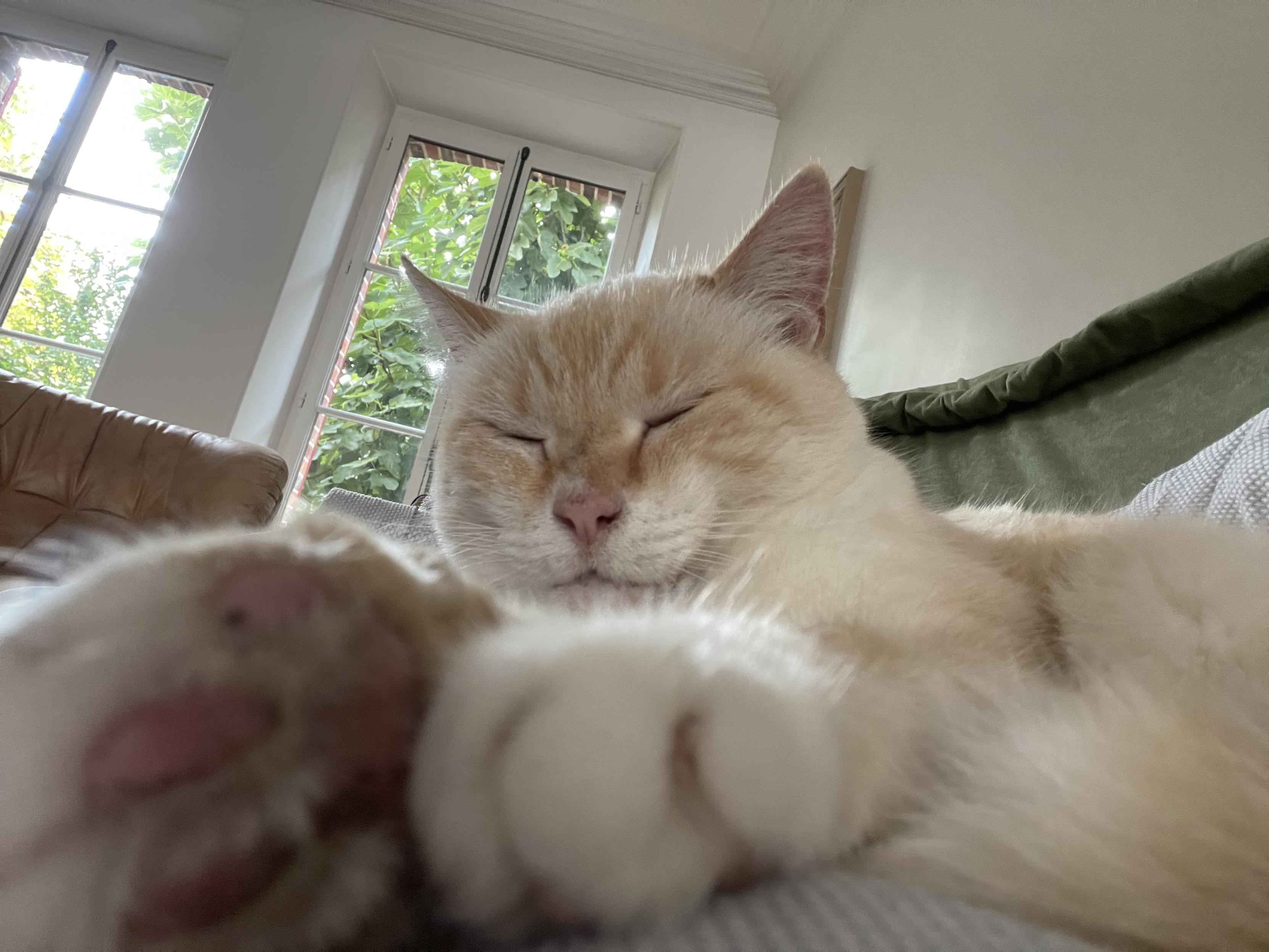 Photo of my cat half asleep, close up on the beans