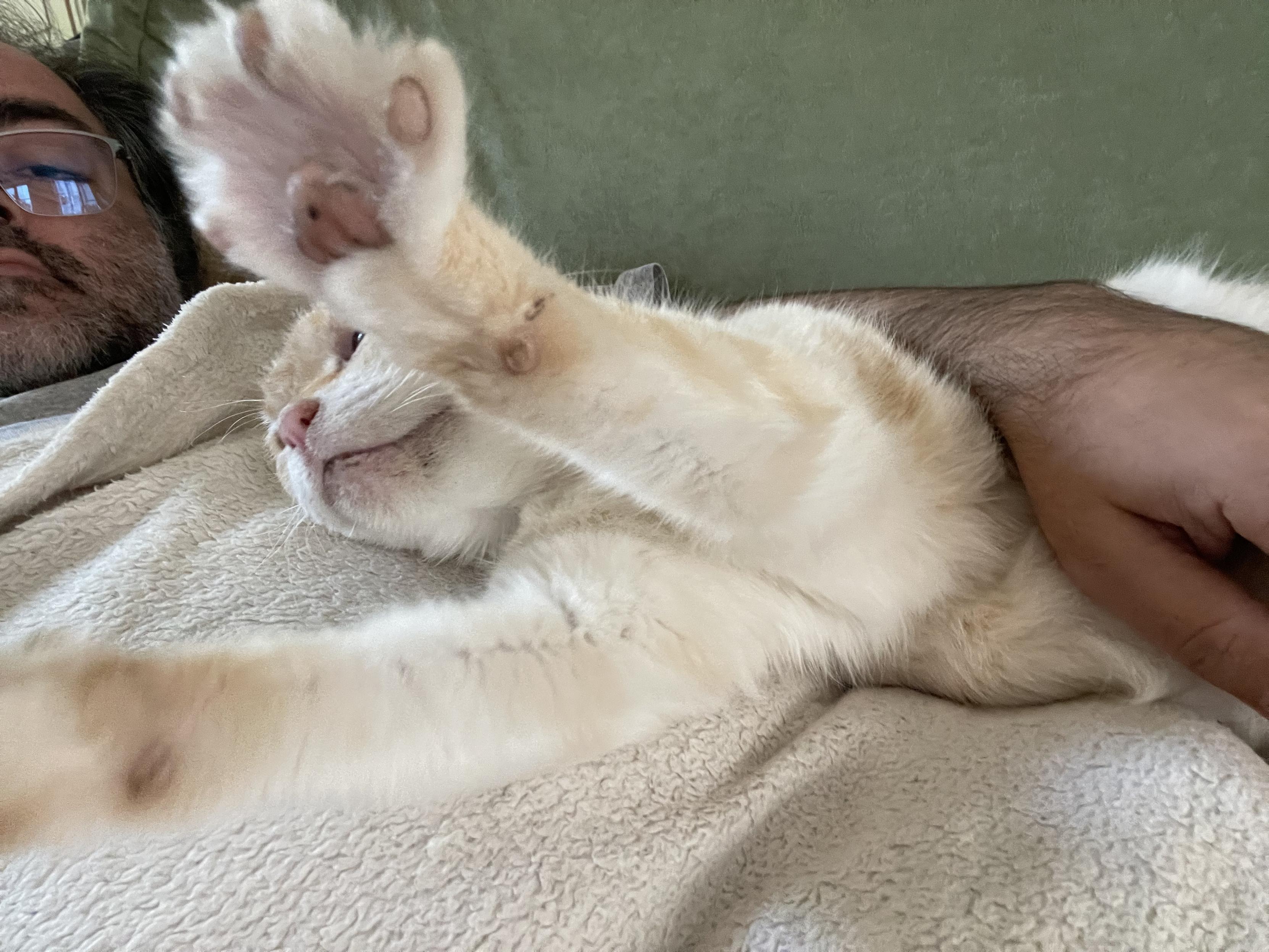 Photo of my cat stretching, close up on the beans