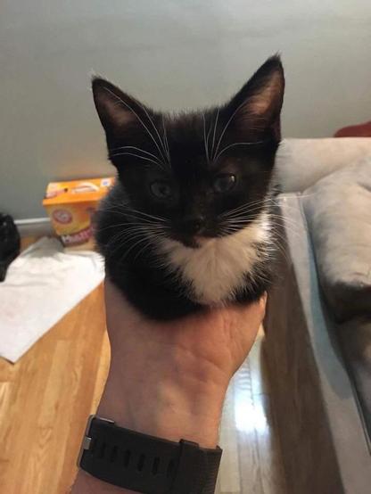 Photo by smokeygizmo of their tuxedo kitten laying down like a loaf of bread (paws and tail tucked in and hidden) in the palm of one hand. The kitty is very content and has whiskers o' plenty.