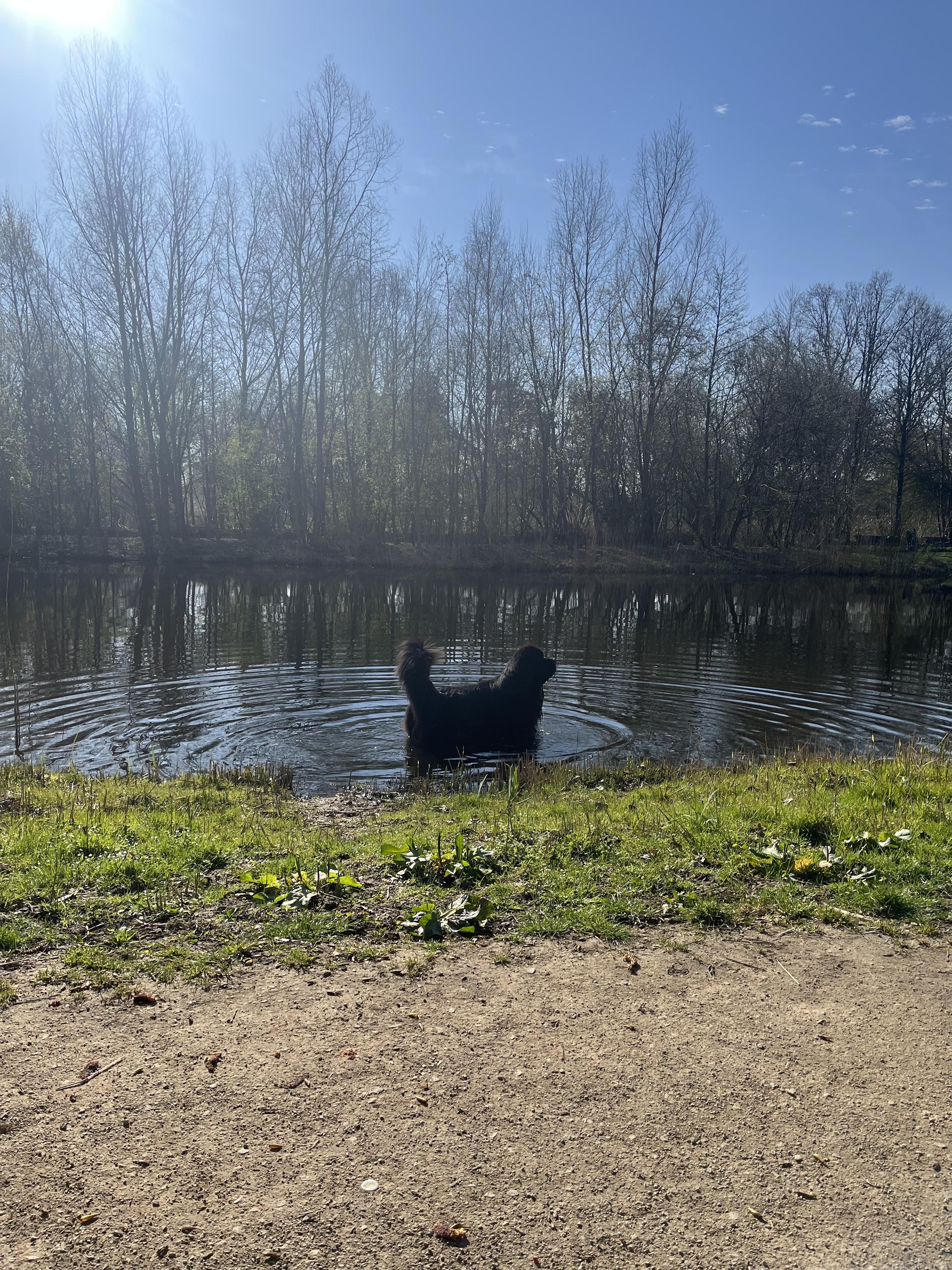 Odin the Newfie standing at attention hip-deep in a pond