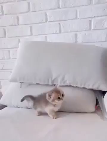 Video of a young fluffy kitten moving around on a couch, when all of a sudden the kitty decides to climb on the pillow by the wall. The weight of the little fluff ball is enough to topple the pillow on top on the kitten, thereby trapping the cutie underneath. Although the video does not have sound, the brief squint of the reminding visible eye indicates the kitty meows for assistance, which the human filming does.