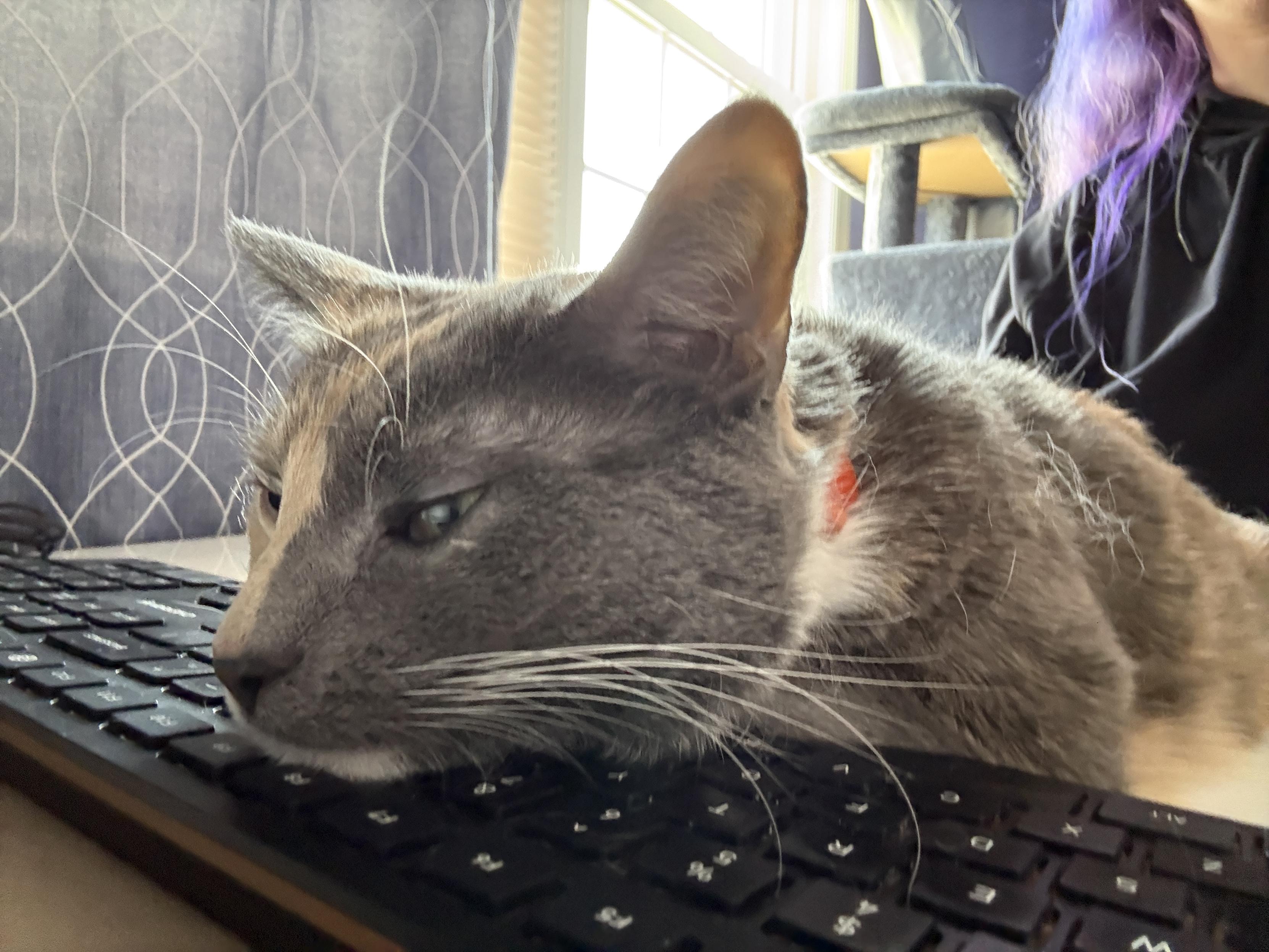 A dilute calico cat is resting her chin on a keyboard. She looks very weary.