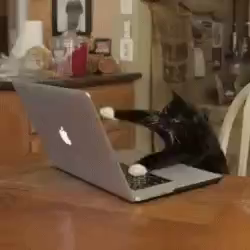 Video of a tuxedo cat typing on a laptop