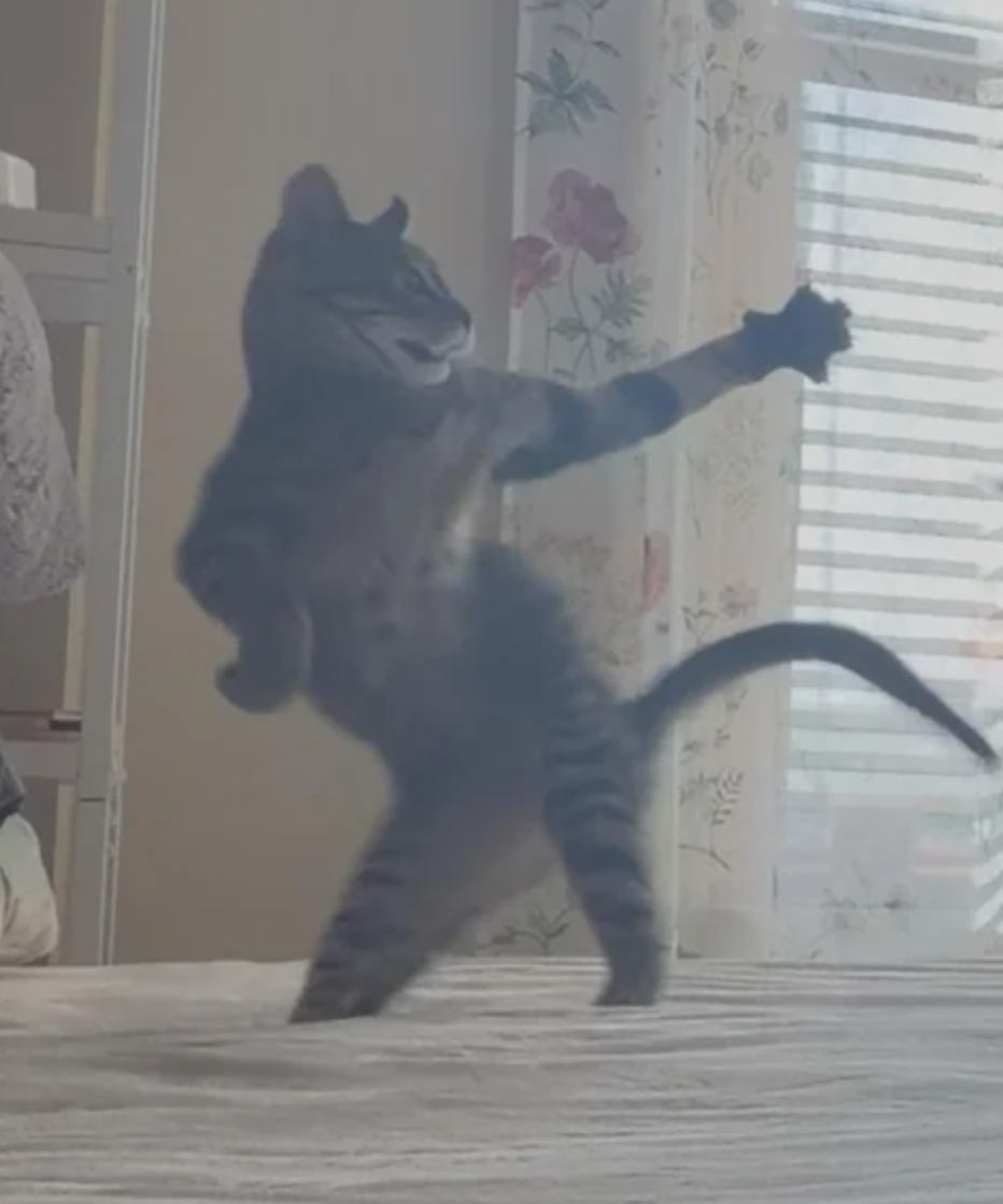 A cat that is on its hind legs. The picture was taken in the middle of them playing with a toy but it looks like they're dancing.