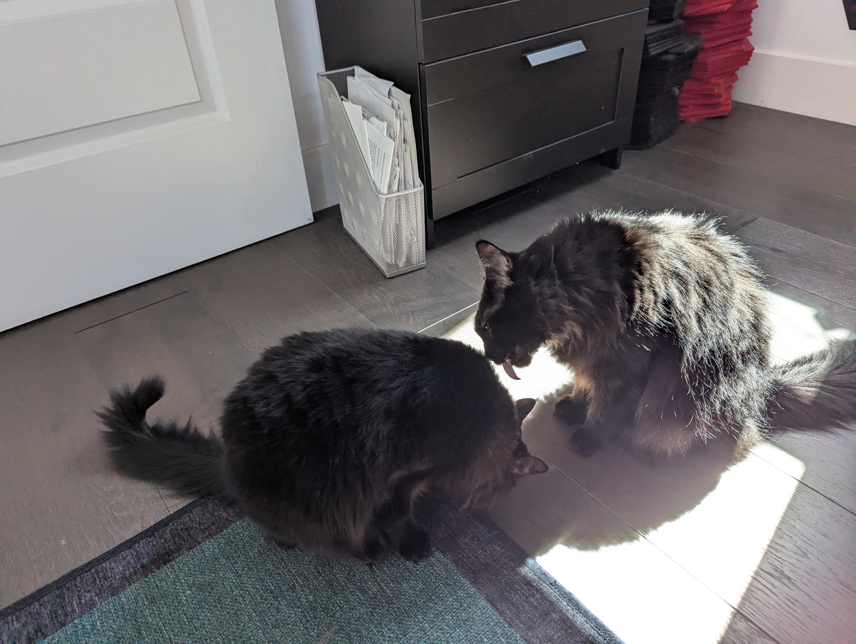 Tzilah, tongue out to lick her sister, Binah.