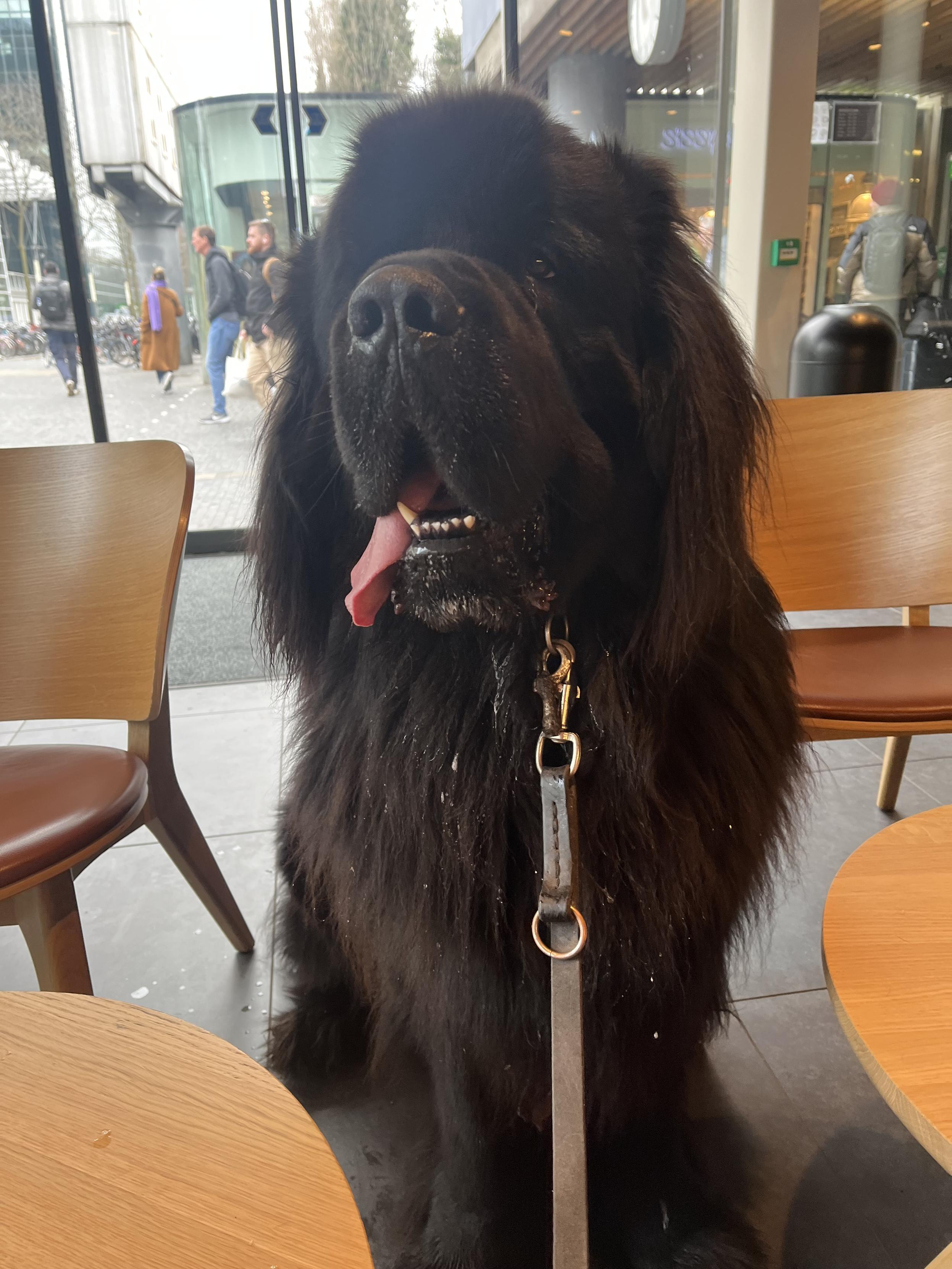 Odin the Newfie looming over the furniture in a train station cafe