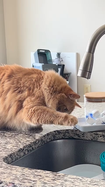Video of a very fluffy orange cat pawing at some dripping water from a kitchen faucet. Despite all the bapping and water droplet smacking, the pesky water just keeps coming!