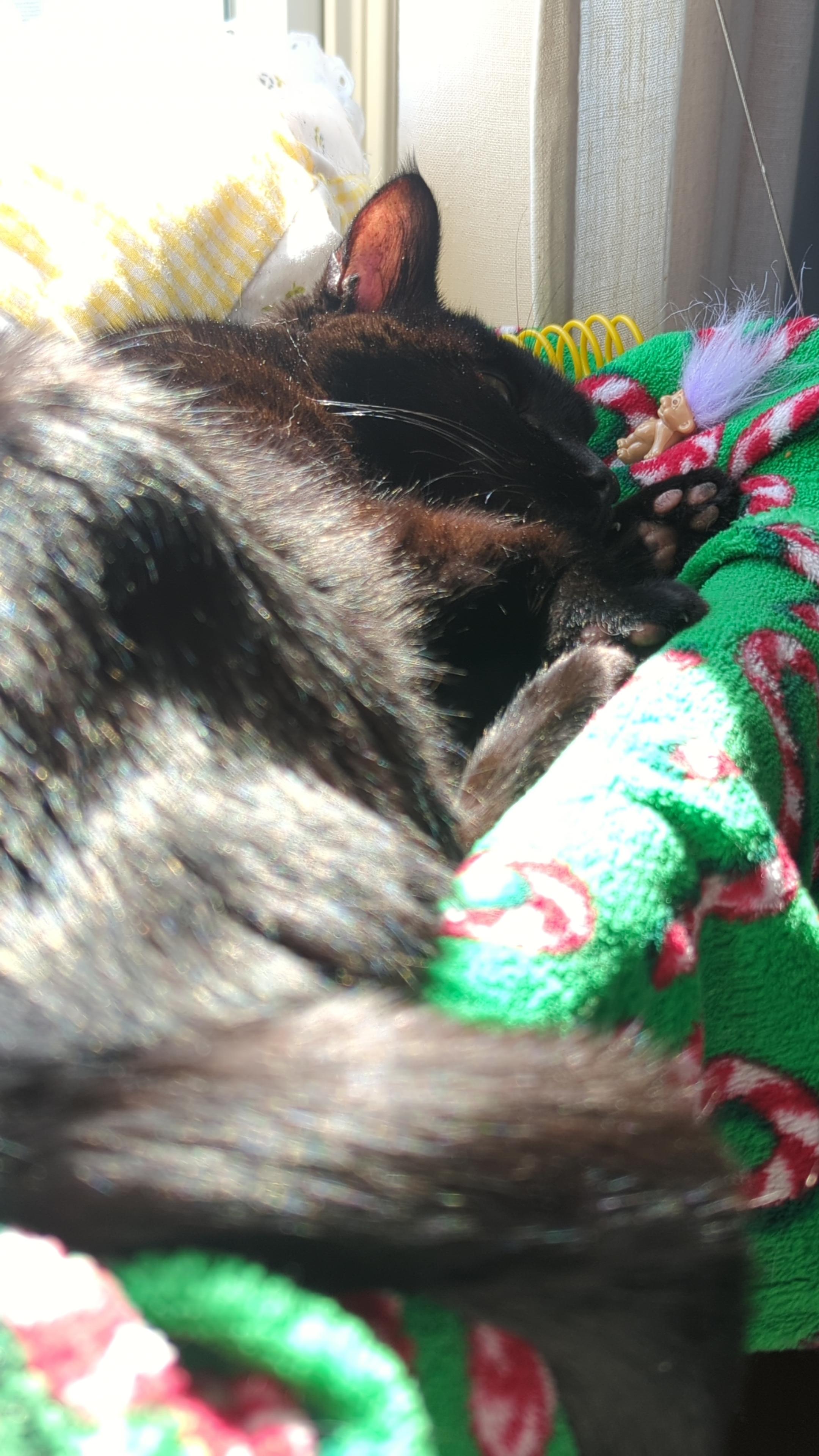 Mojo Jojo, a black cat, snoozes on a peppermint themed blanket on a window shelf in the sun.