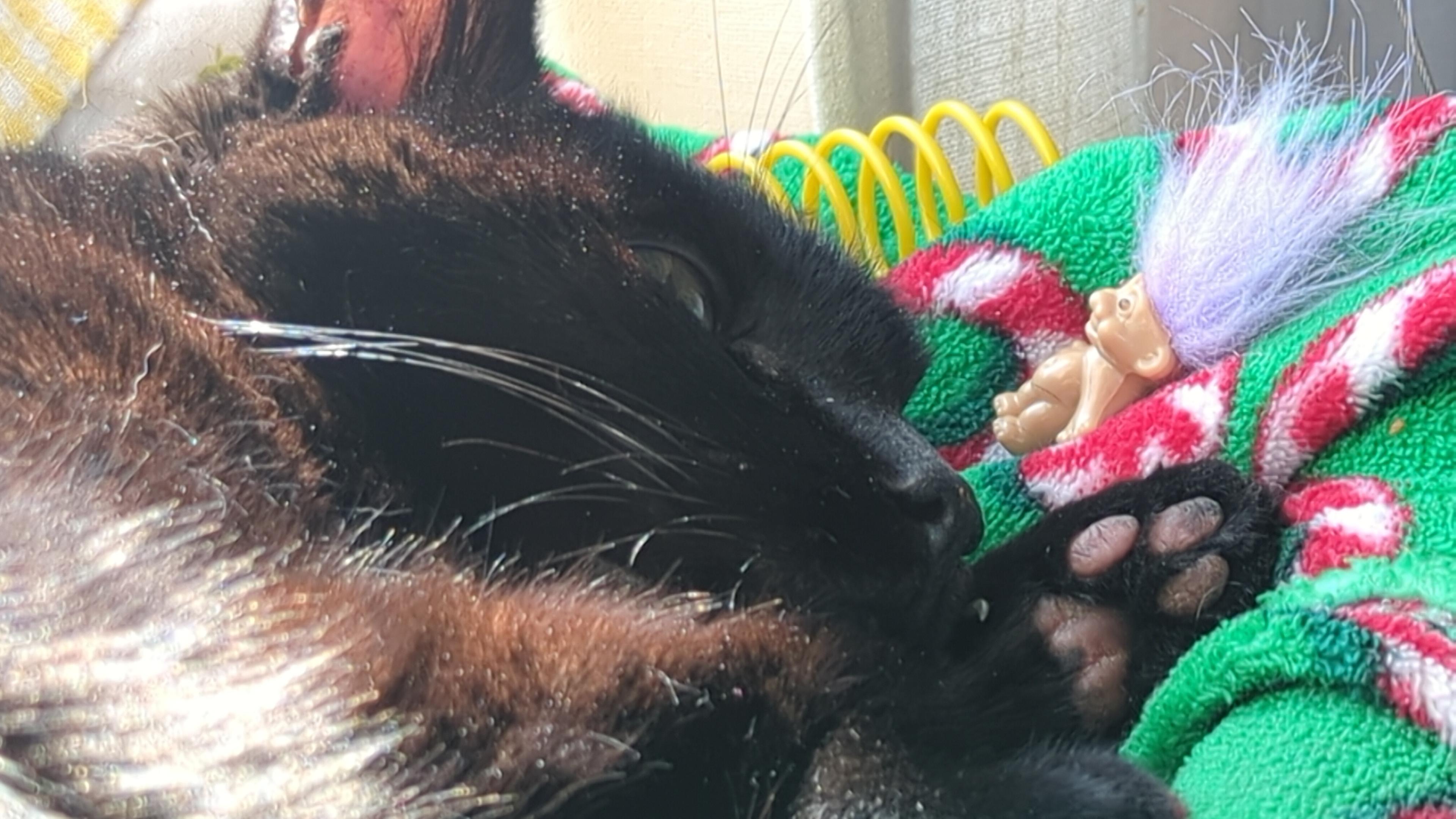 Close up of the face of Mojo Jojo.