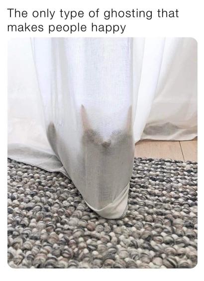 Photo of a tabby cat attempting to "hide" behind a very see through, white window curtain. The kitty, believing they're sneaky, has is nose pressed against the sheet and is laying down as is waits to ambush unsuspecting prey (like toes). Caption at the top is:

The only type of ghosting that makes people happy.