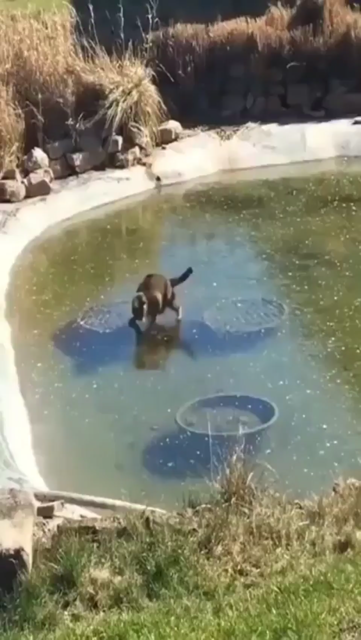 Video of a chunky cat chasing a fish around under a frozen pond. Kitty just wants to play the fish (with its pointy bits)