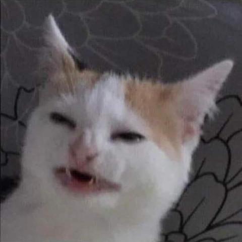 Photo of the "angery" cat meme showing a white & orange cat with squinting eyes, a crinkled nose, and a partial open mouth. By human expressions, the kitty looks angry, but it's actually just a well timed shot of a cat about to sneeze