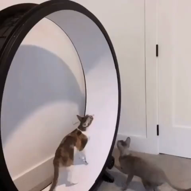 Video of a cat on a cat wheel, when another one jumps on to join. The two kitties then both use it while jumping over each other.