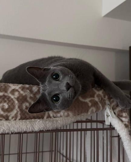 Photo of a grey cat laying sideways on top of a cage with a blanket while it looks all super cute to get the human to give them stuff and/or attention